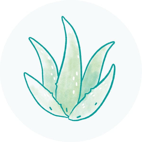 Aloe Leaf Extract - Skincare