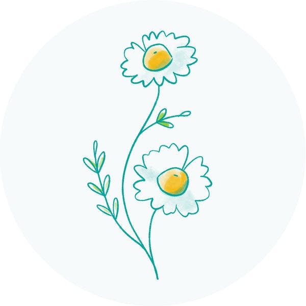 Chamomile Extract