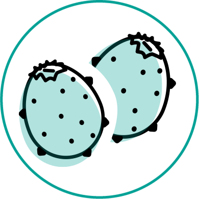 Prickly Pear Extract